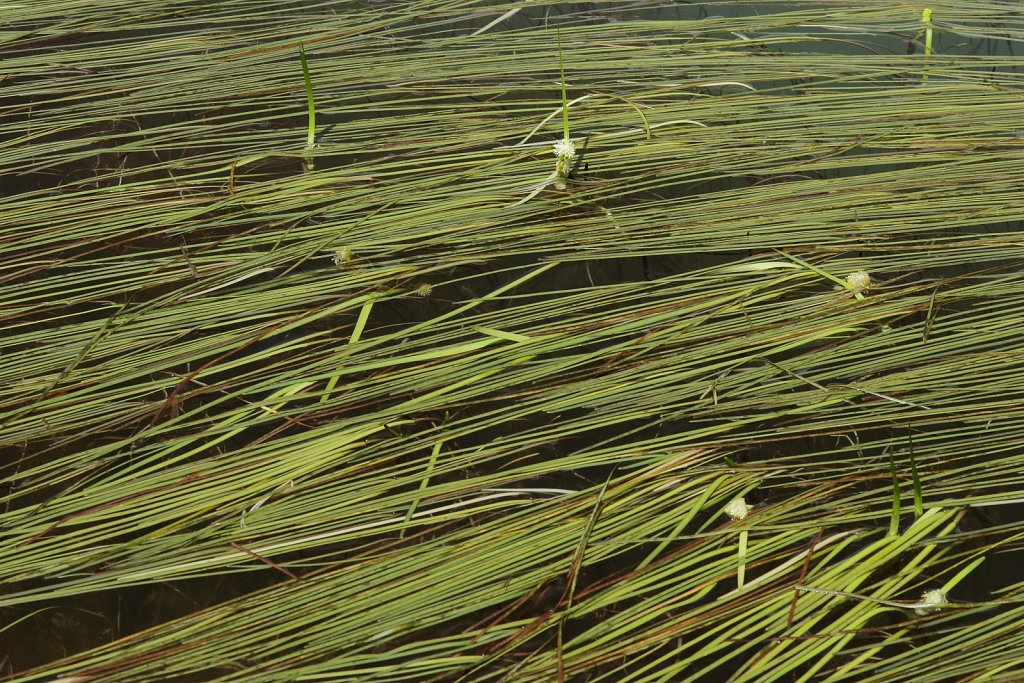 Sparganium angustifolium (Floating Bur-reed)