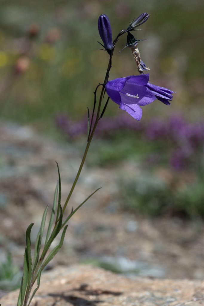 Campanula scheuchzeri (Scheuchzer's Bellflower)