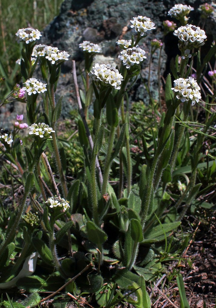 Arabis ciliata (Ciliate Rock-cress)