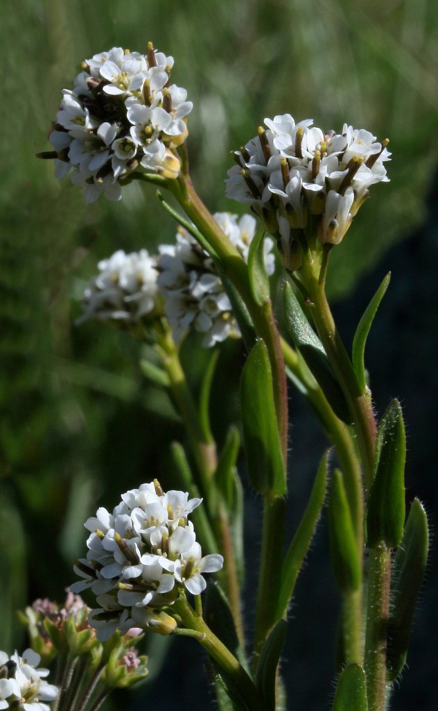 Arabis ciliata (Ciliate Rock-cress)