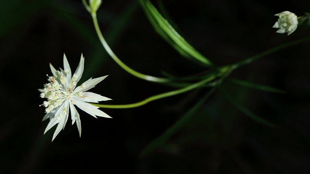 Astrantia minor (Lesser Astrantia)