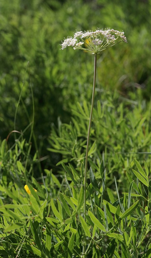 Laserpitium siler (Mountain Laser)