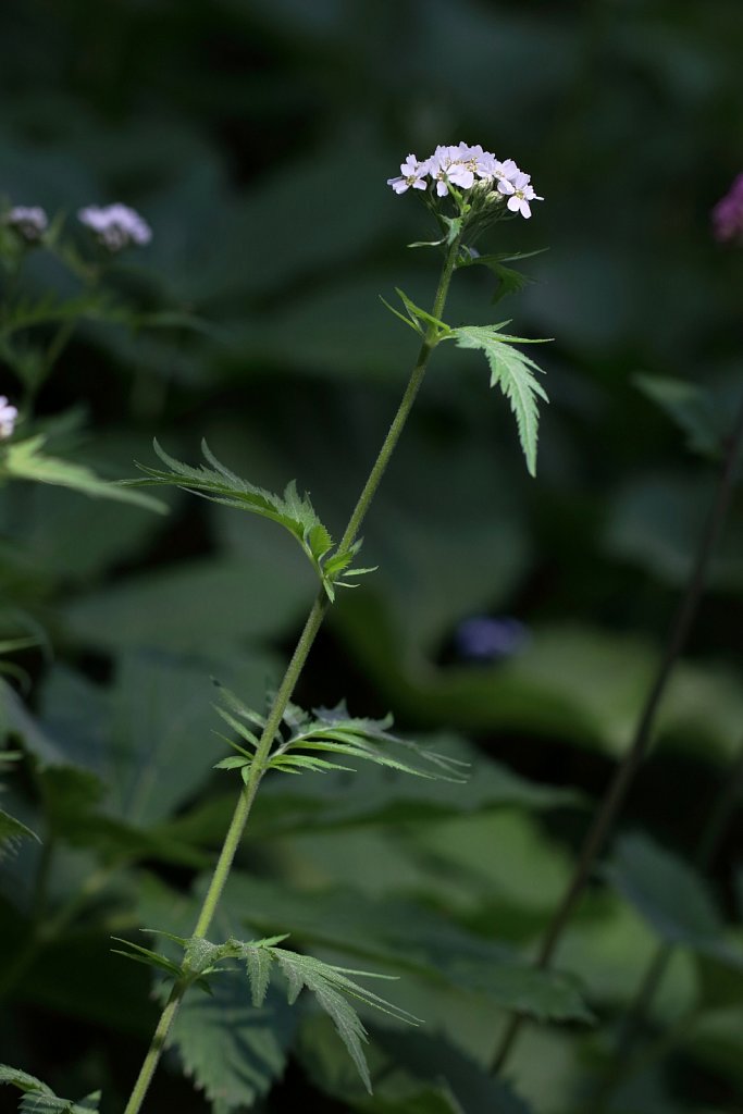 Achillea macrophylla (Large-leaved Yarrow)