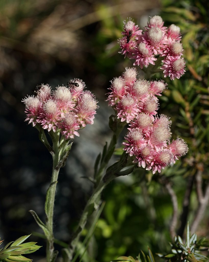 Antennaria dioica (Mountain Everlasting)