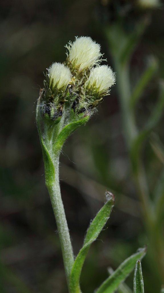 Antennaria carpatica (Carpathian Catsfoot)