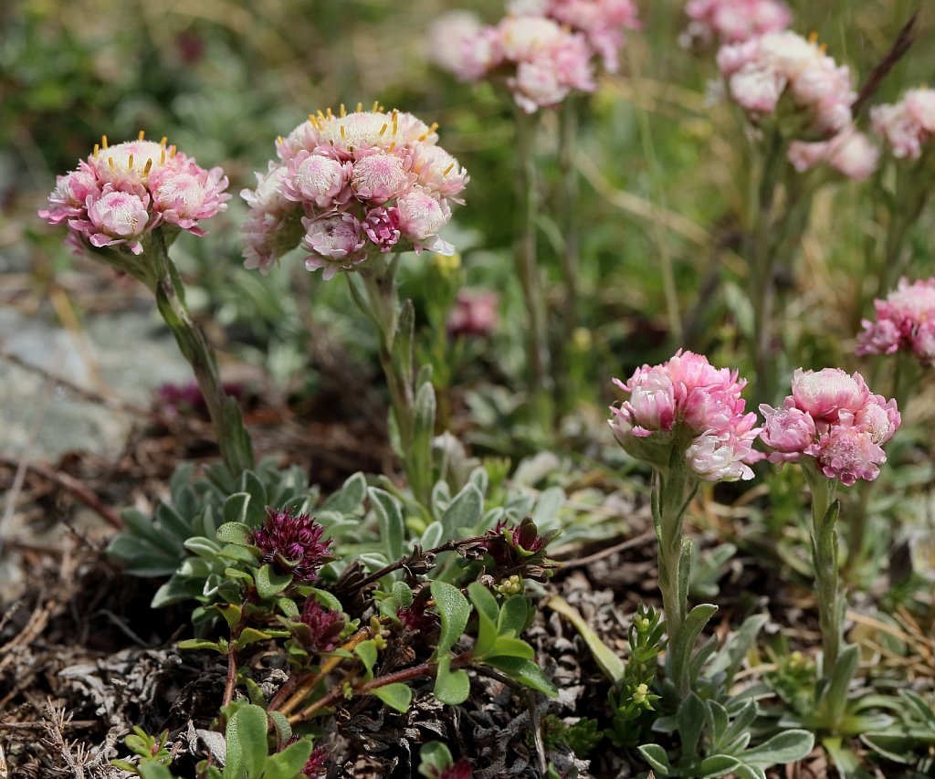 Antennaria dioica (Mountain Everlasting)