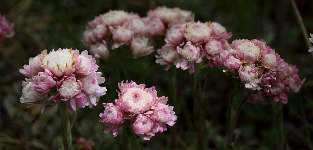 Antennaria dioica (Mountain Everlasting)