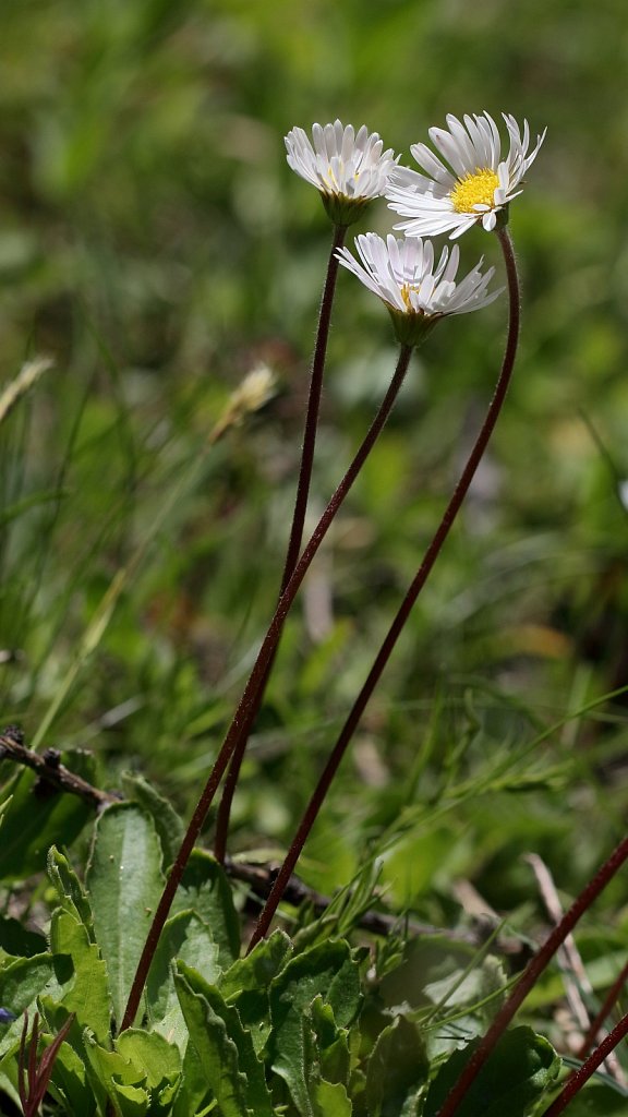 Aster bellidastrum (Micheli's Daisy