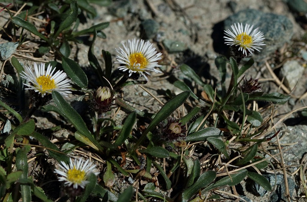 Erigeron uniflorus (One-flowered Fleabane)