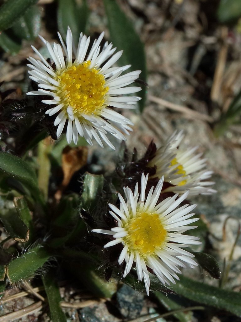 Erigeron uniflorus (One-flowered Fleabane)