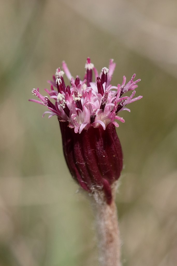 Homogyne alpina (Purple Colt's-foot)