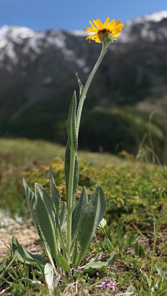 Senecio doronicum (Leopard's-bane Groundsel)