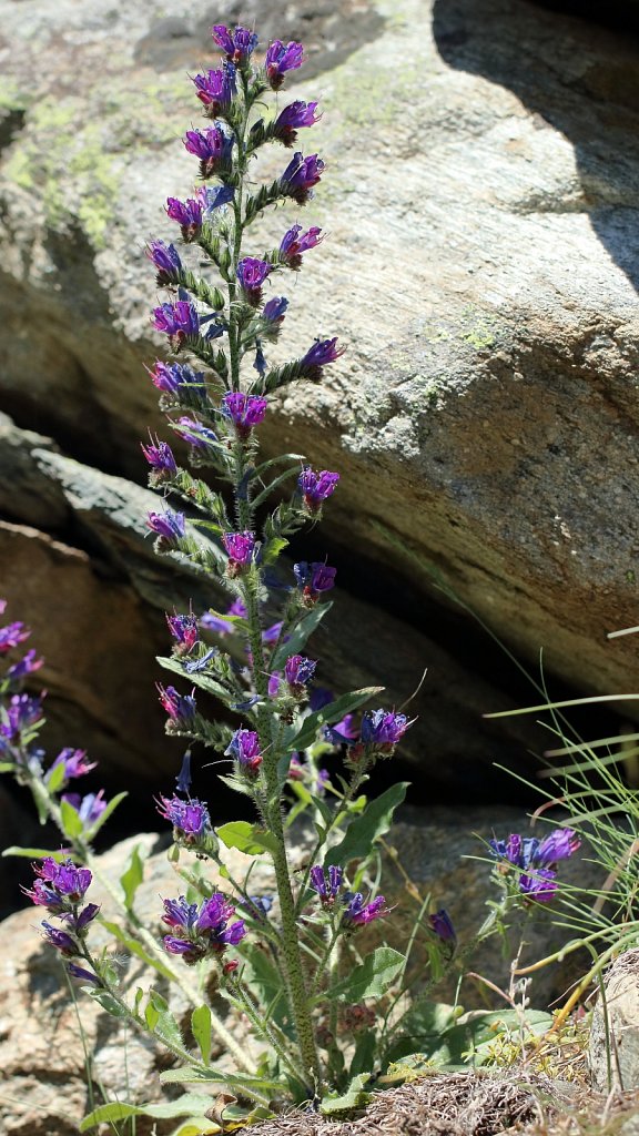 Echium Vulgare (Viper's Bugloss)