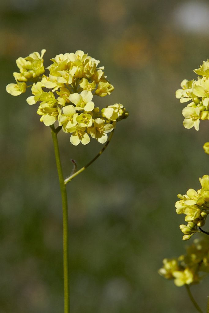 Biscutella laevigata (Buckler Mustard)