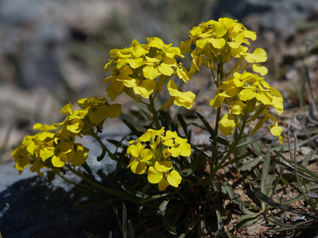 Erysimum rhaeticum (Swiss Treacle Mustard)