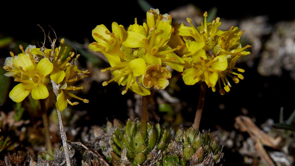 Draba aizoides (Yellow Whitlowgrass)