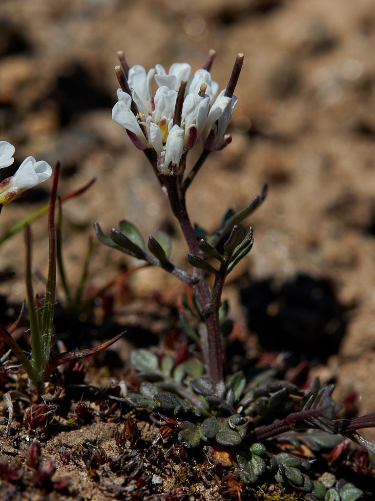 Cardamine resedifolia (Reseda Bitter-cress)