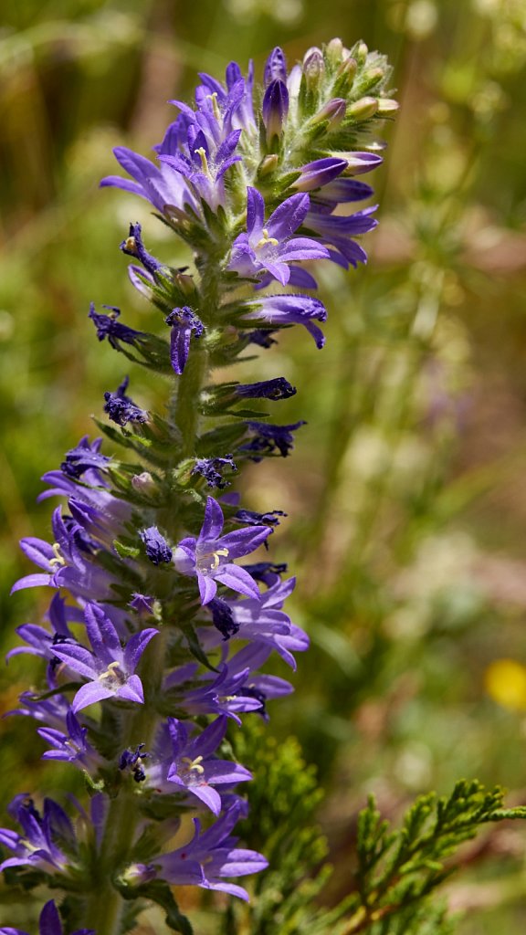 Campanula spicata (Spiked Bellflower)