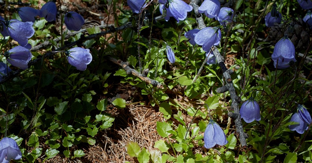 Campanula cochleariifolia (Small Belflower)