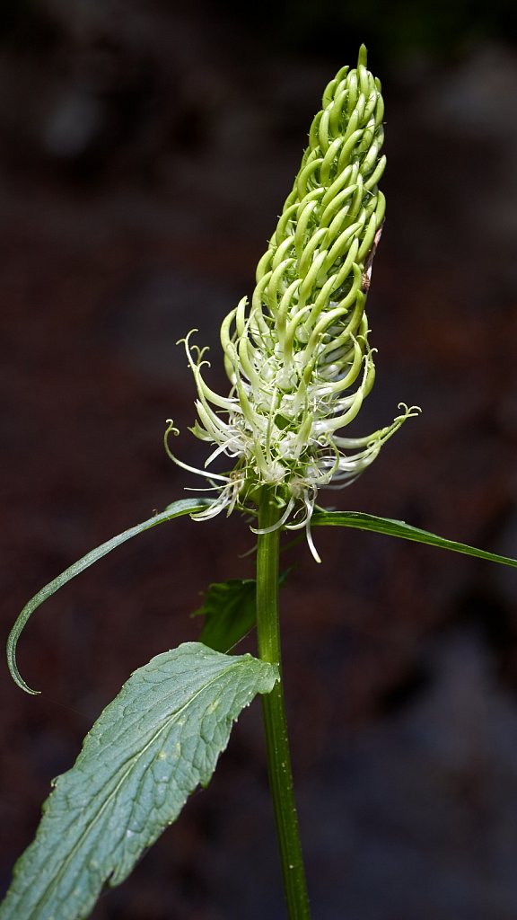 Phyteuma spicatum (Spiked Rampion)