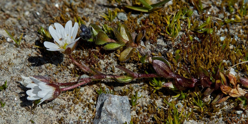 Cerastium cerastoides (Starwort Mouse-ear)