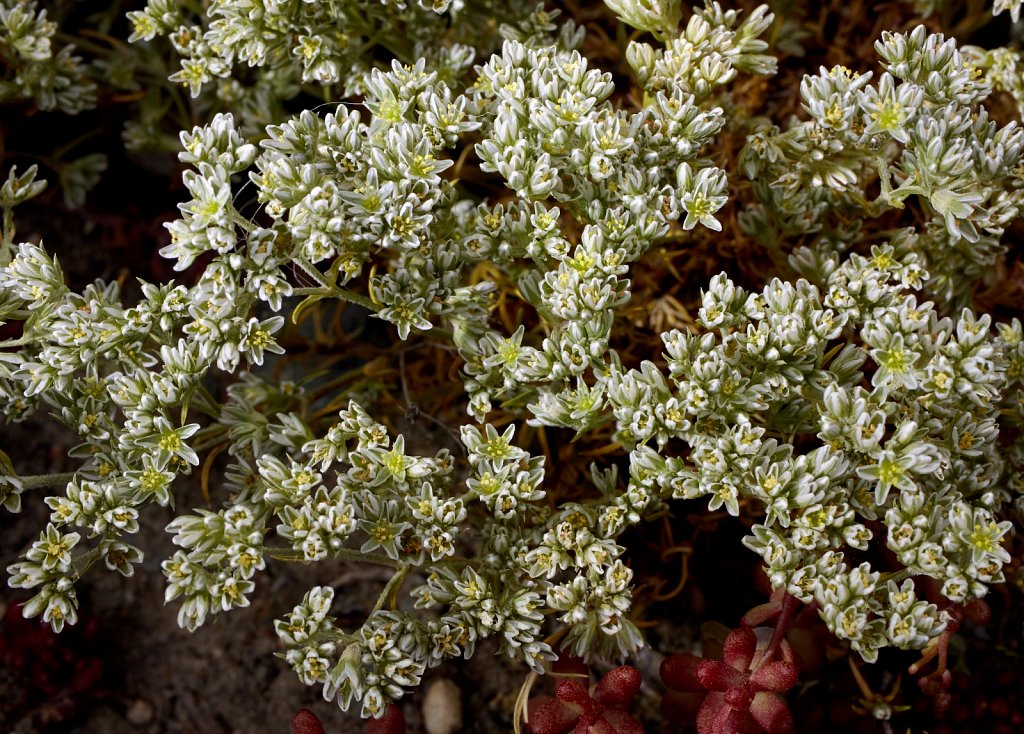 Scleranthus perennis (Perennial Knawel)