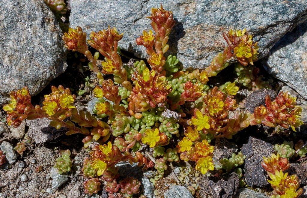 Sedum alpestre (Alpine Stonecrop)