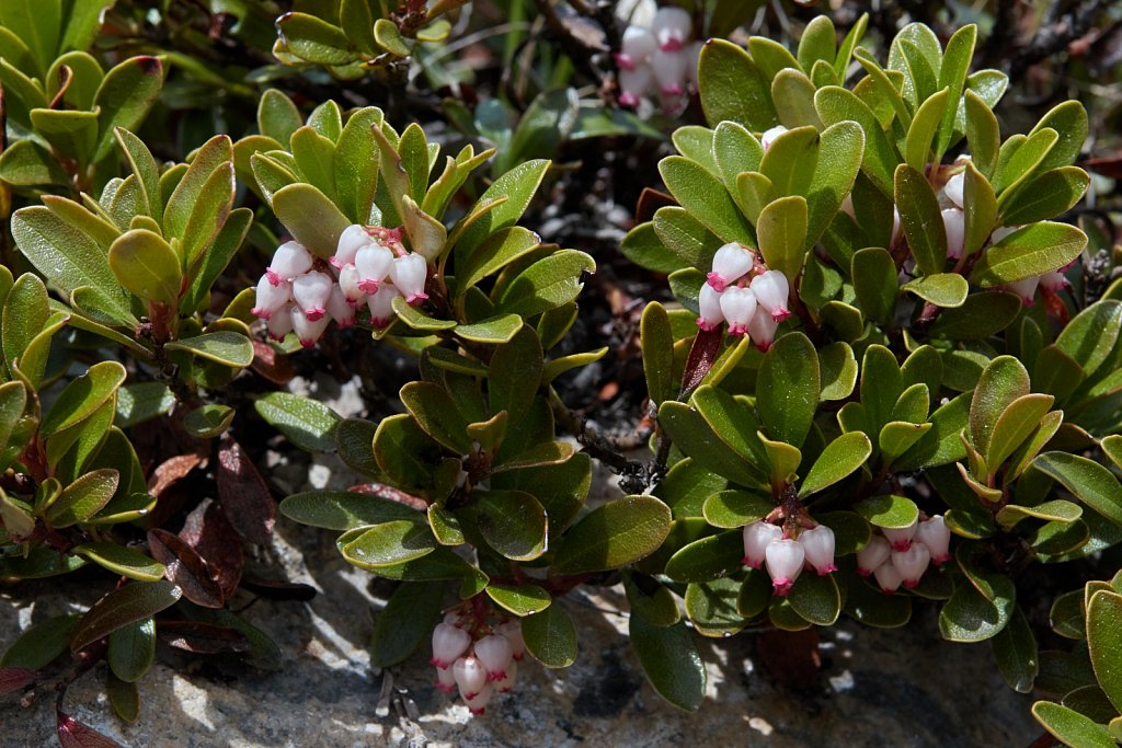 Arctostaphylos uva-ursi (Common Bearberry)