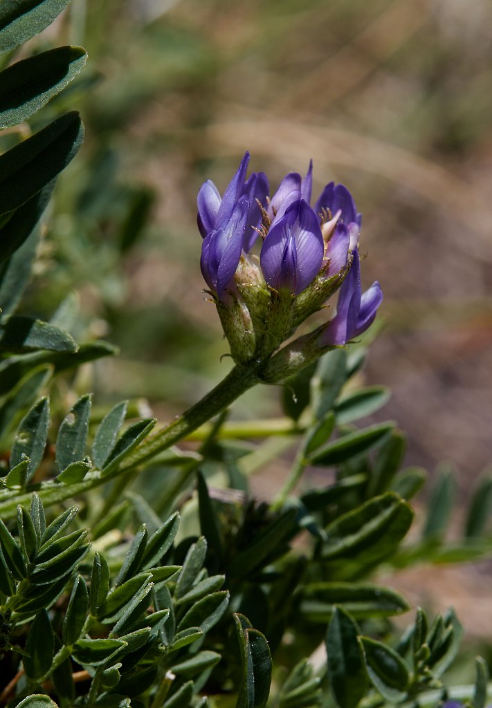 Astragalus leontinus (LInz Milk-vetch)