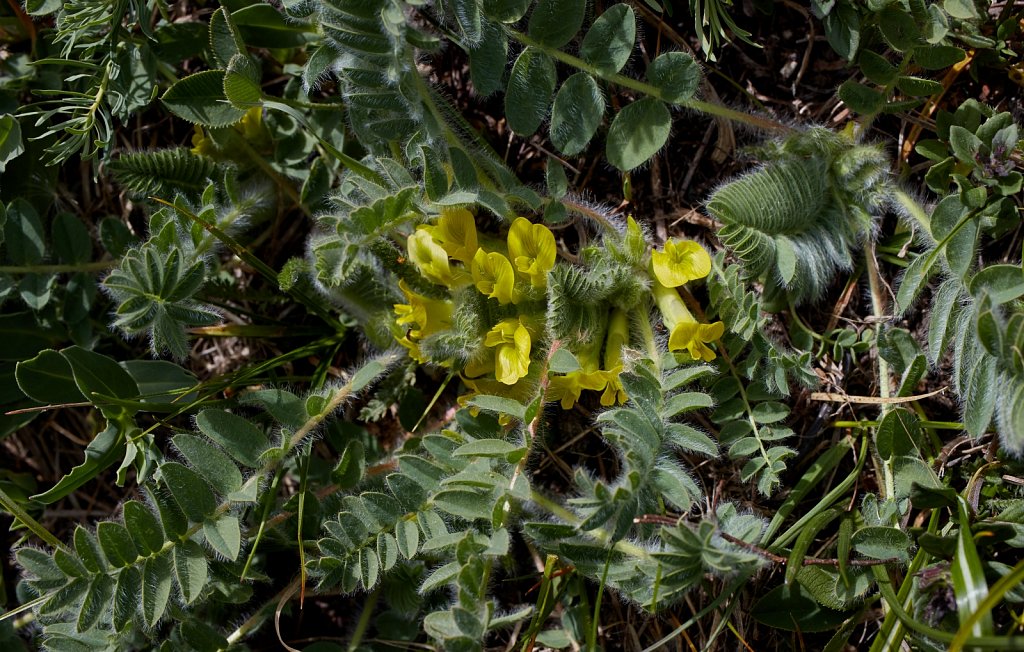 Astragalus exscapus (Stemless Milk-vetch)