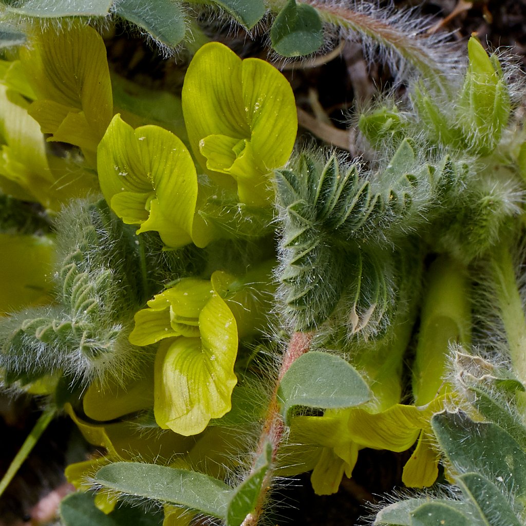 Astragalus exscapus (Stemless Milk-vetch)