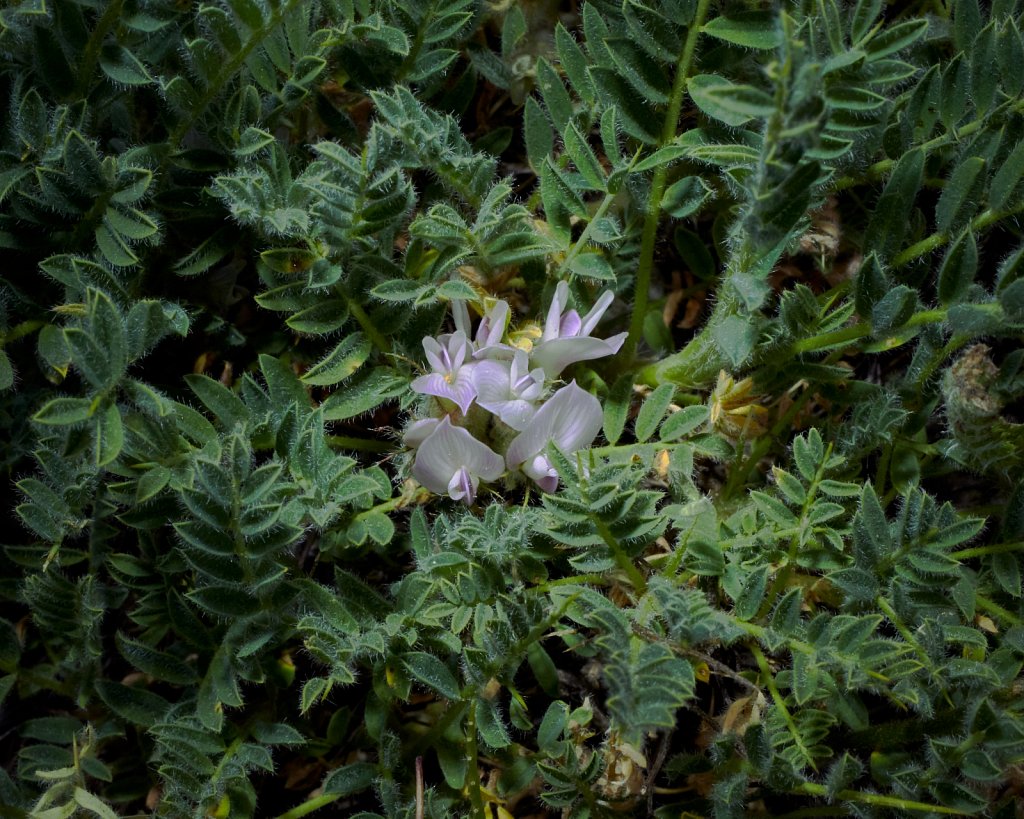 Astragalus sempervirens (Spiny Milk-vetch)