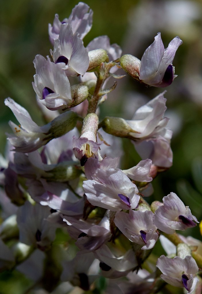 Astragalus australis (Southern Milk-vetch)