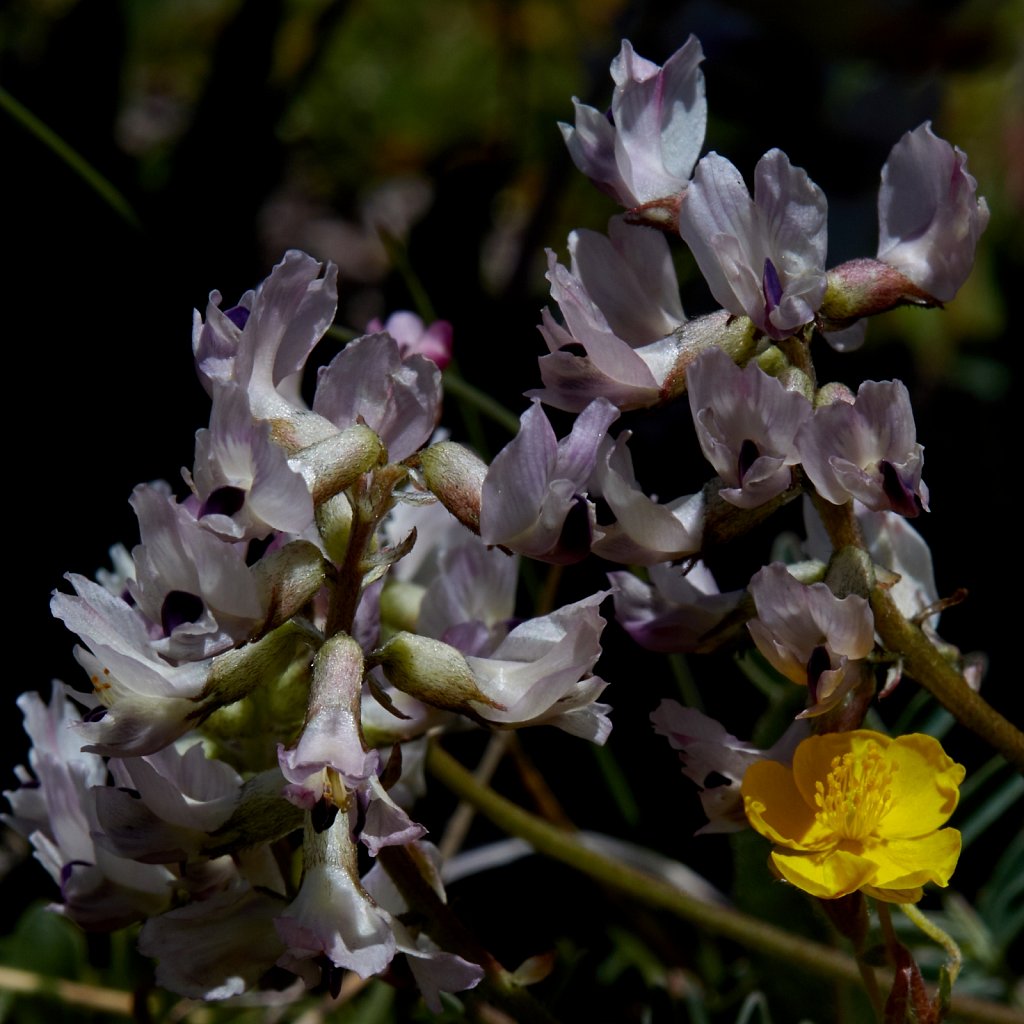 Astragalus australis (Southern Milk-vetch)