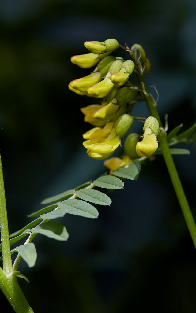 Astragalus penduliflorus (Mountain Lentil)