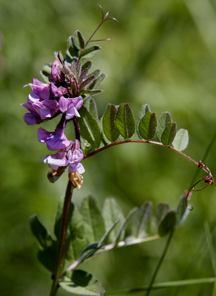 Vicia sepium (Bush Vetch)