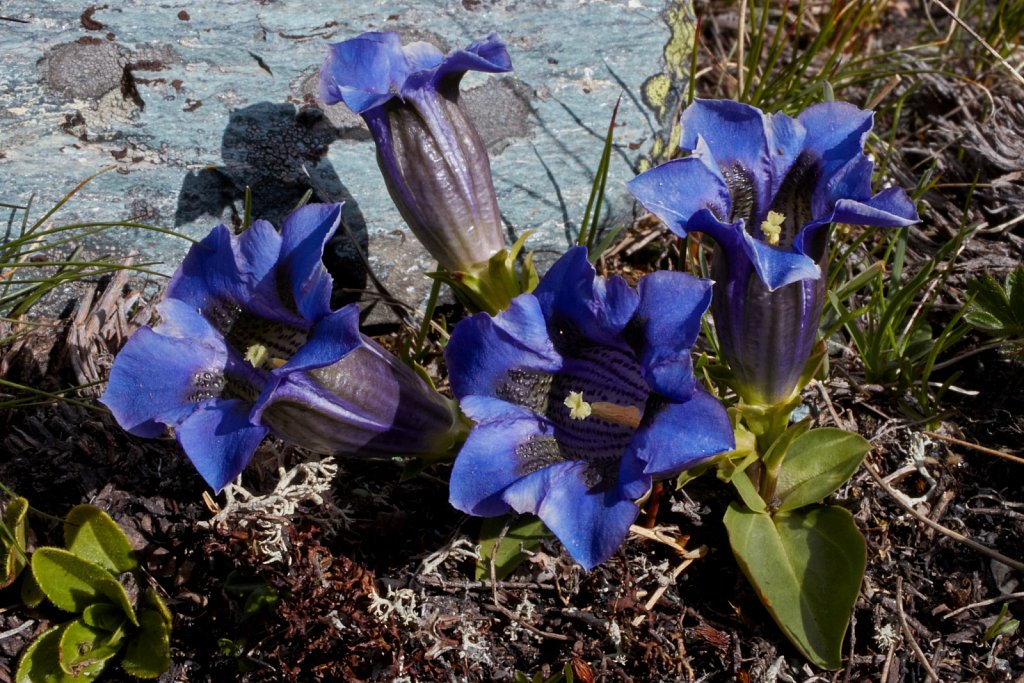 Gentiana acaulis (Koch's Gentian)