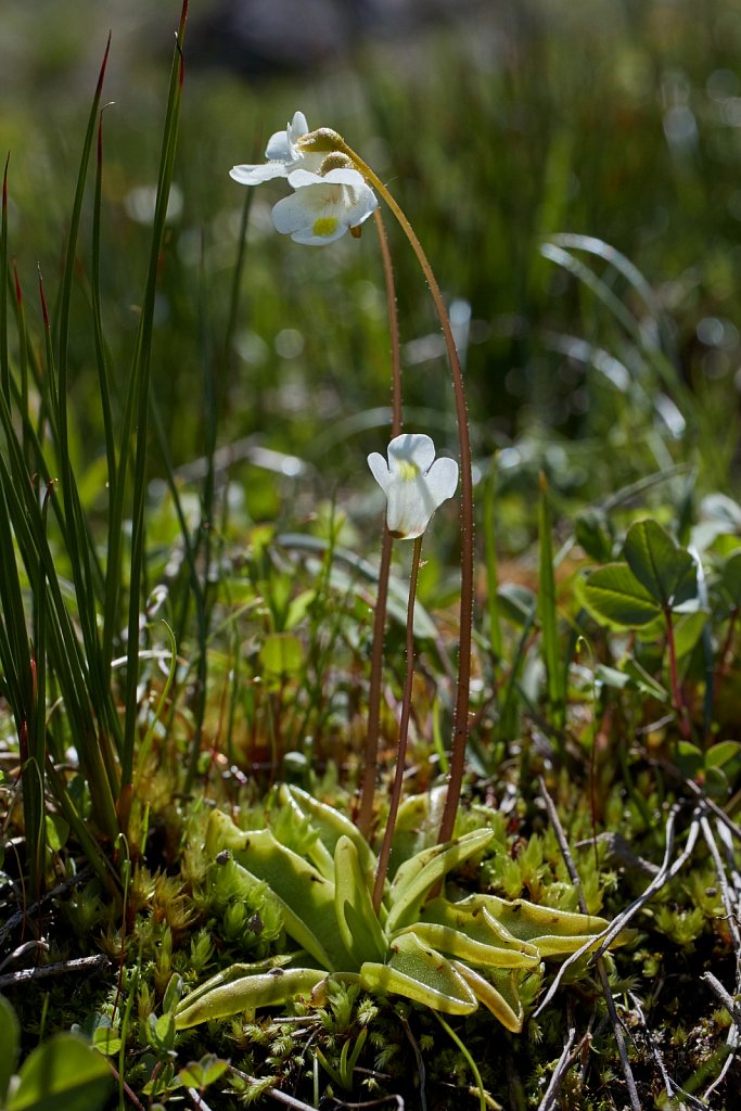 Pinguicula alpina (Alpine Butterwort)