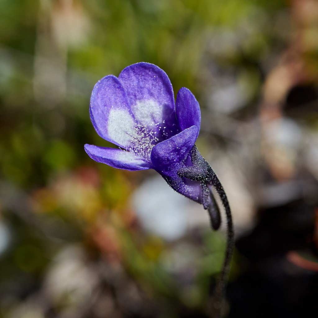 Pinguicula leptoceras (Hairy-spurred Butterwort)