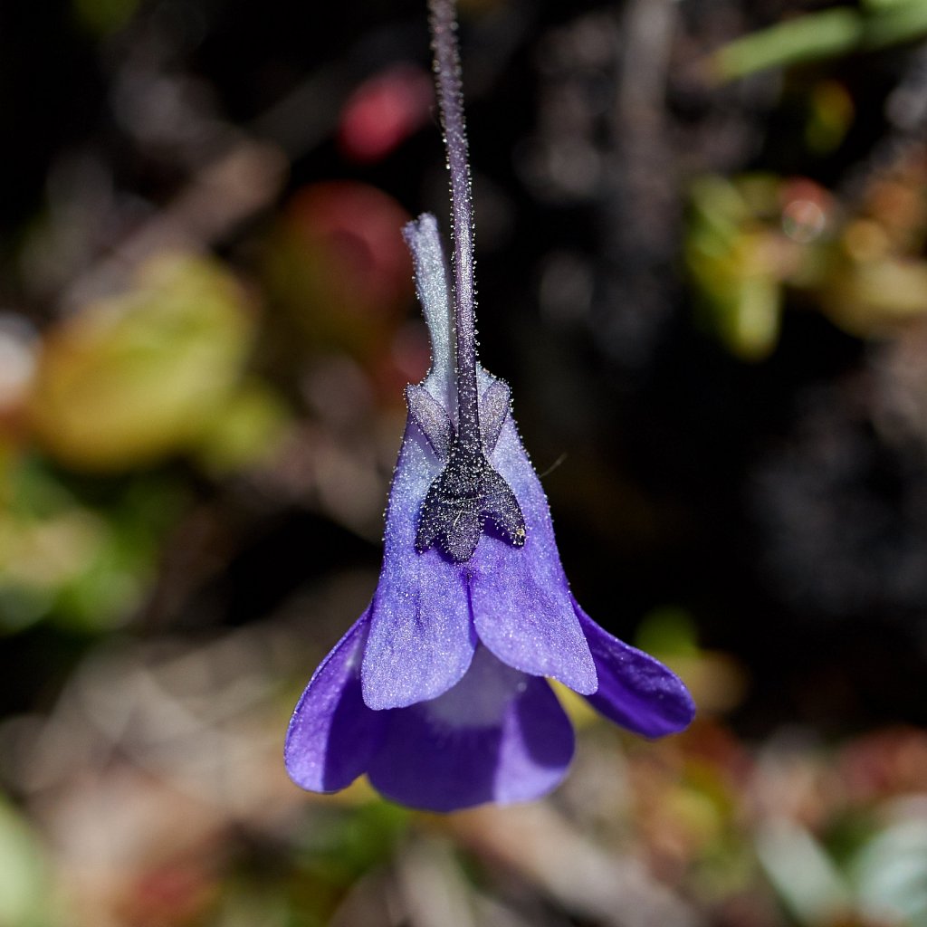 Pinguicula leptoceras (Hairy-spurred Butterwort)