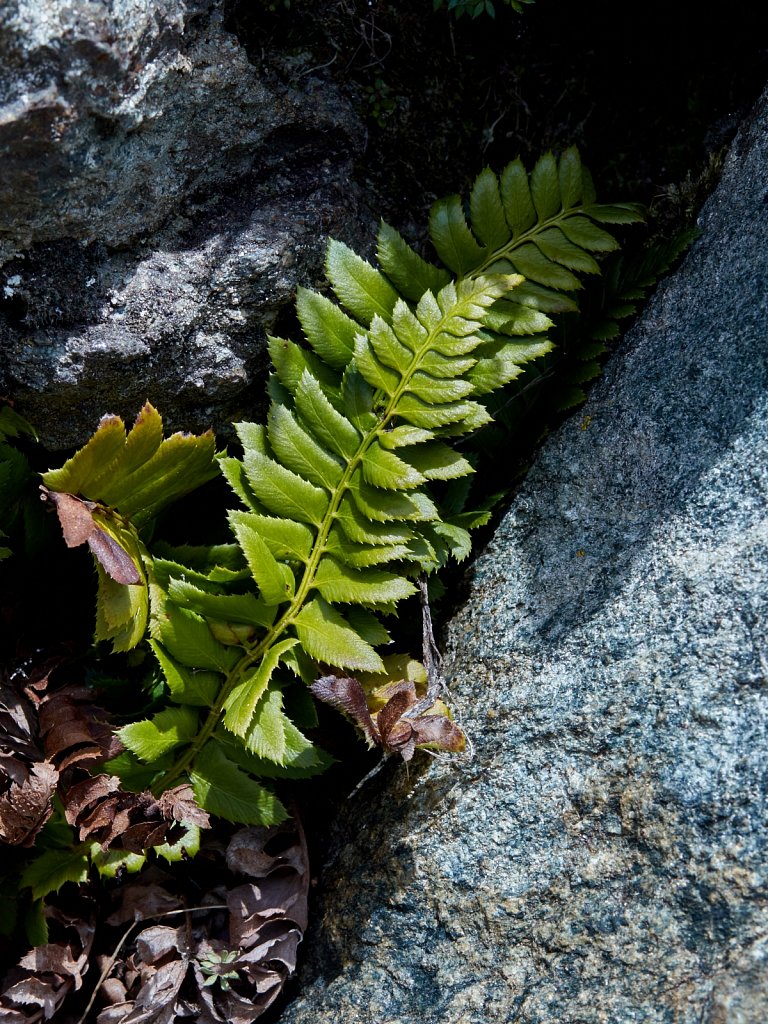 Polystichum lonchitis (Holly-fern)