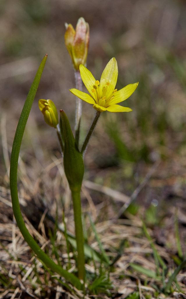 Gagea fragifera (Yellow Star-of-Bethlehem)