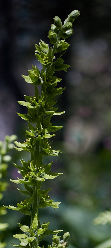 Veratrum album ssp lobelianum (White False-helleborine)