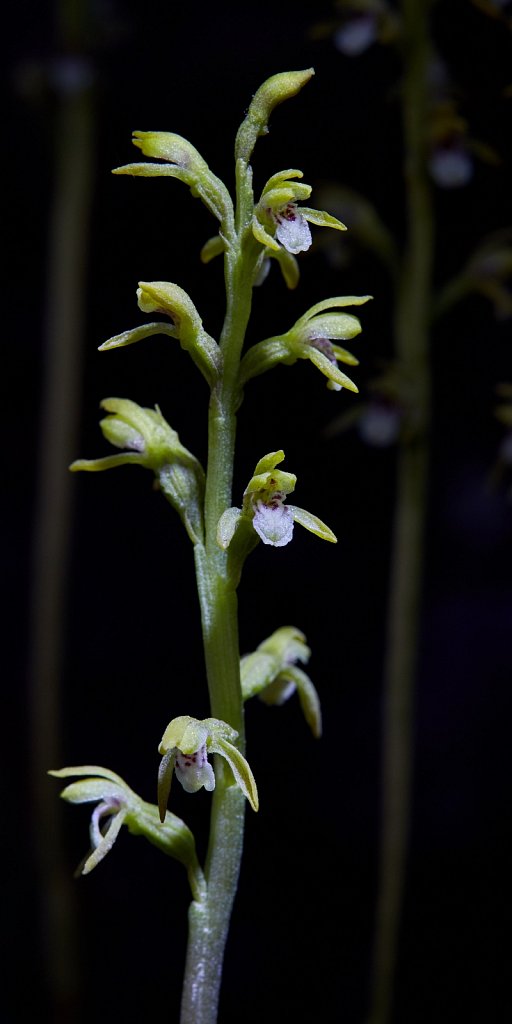 Corallorhiza trifida (Coralroot Orchid)