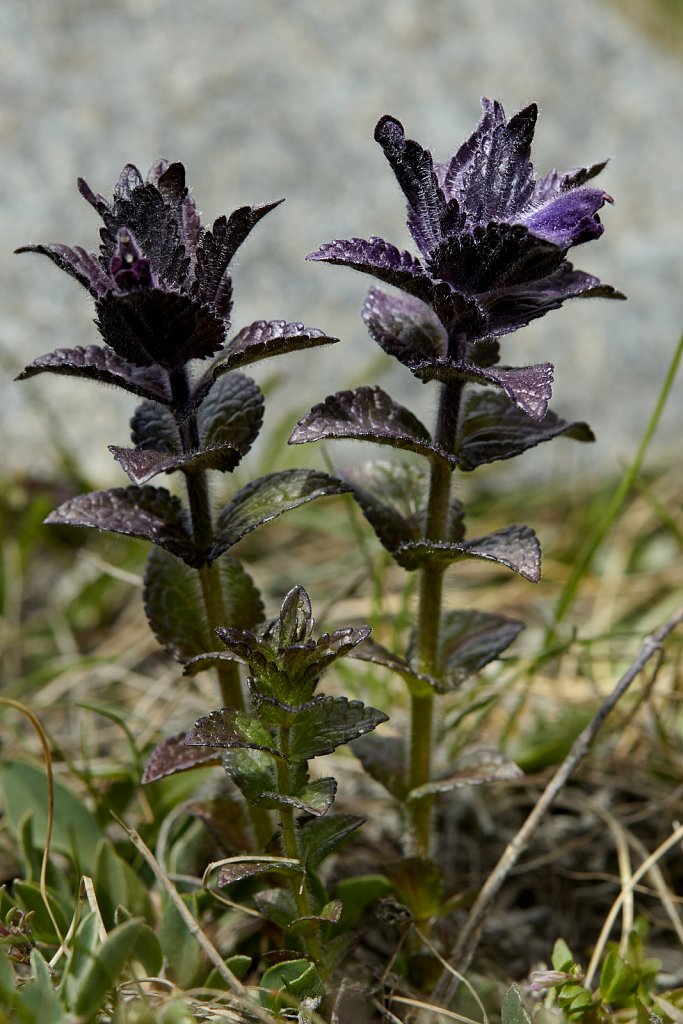 Bartsia alpina (Alpine Bartsia)