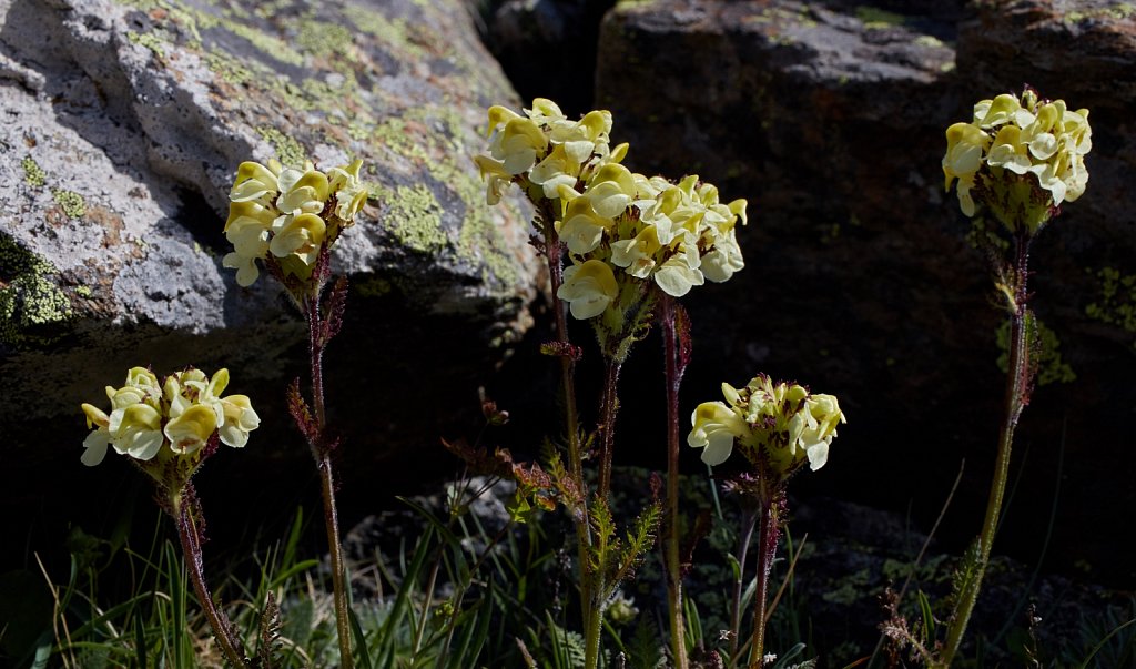 Pedicularis tuberosa (Tuberous Lousewort)