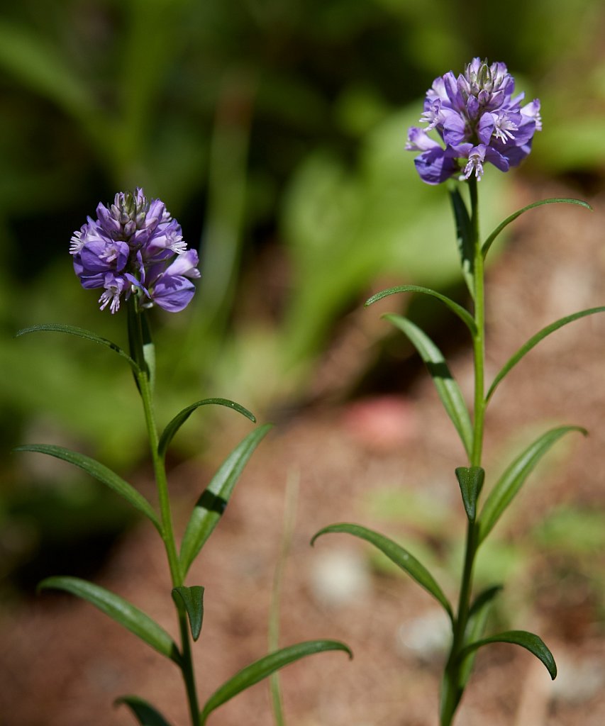 Polygala comosa (Tufted Milkwort)