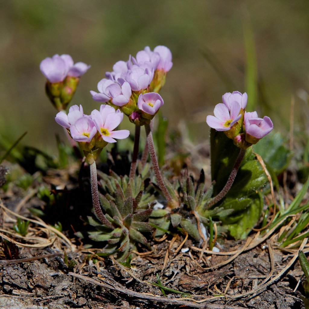 Androsace puberula (Flesh-coloured Rock-jasmine)