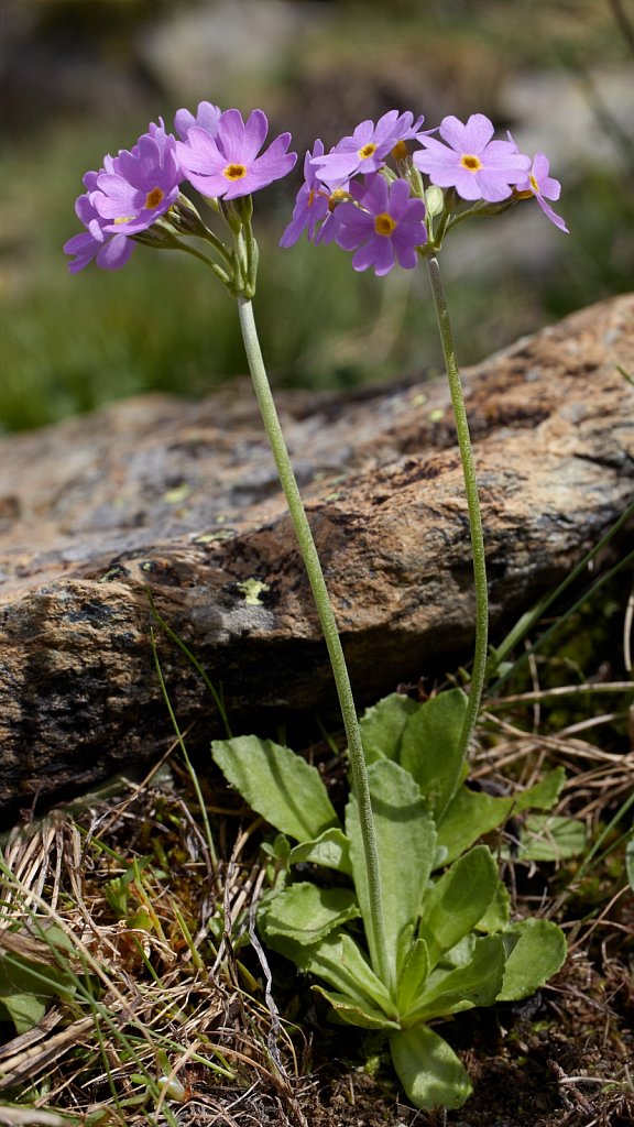 Primula farinosa (Bird's-eye Primrose)