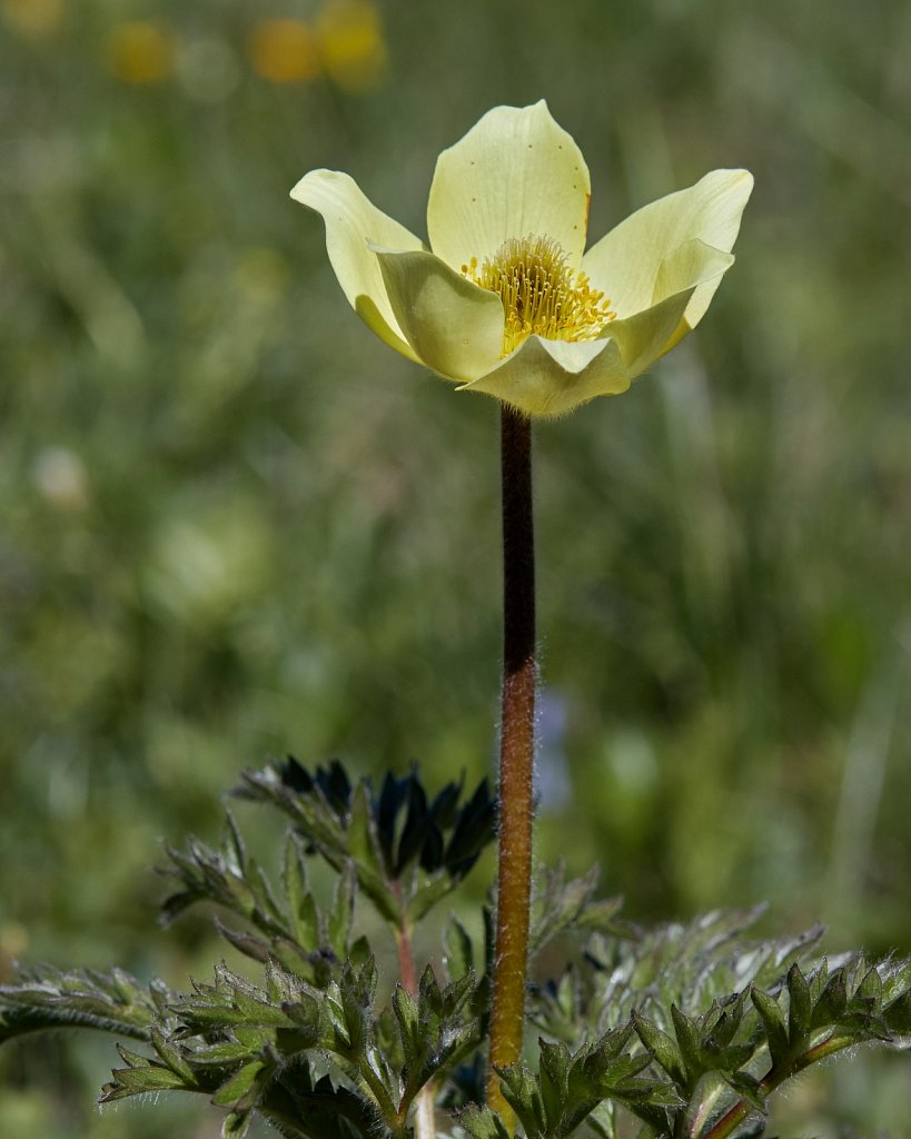 Pulsatilla alpina ssp apiifolia (Yellow Alpine Pasqueflower)